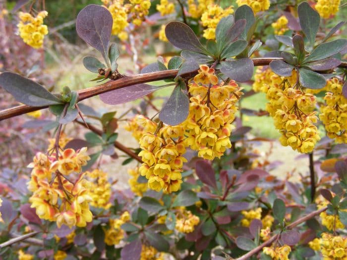 Japanese barberry 'Green Carpet'