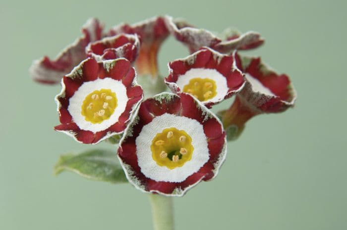 auricula 'Rolts'