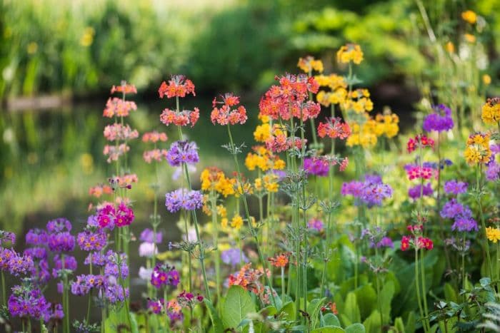 primrose Candelabra hybrids