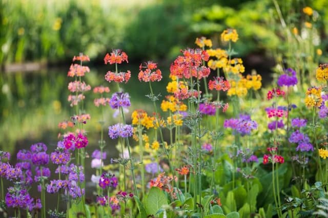 Primrose Candelabra hybrids