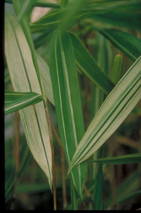 head-high variegated pleioblastus