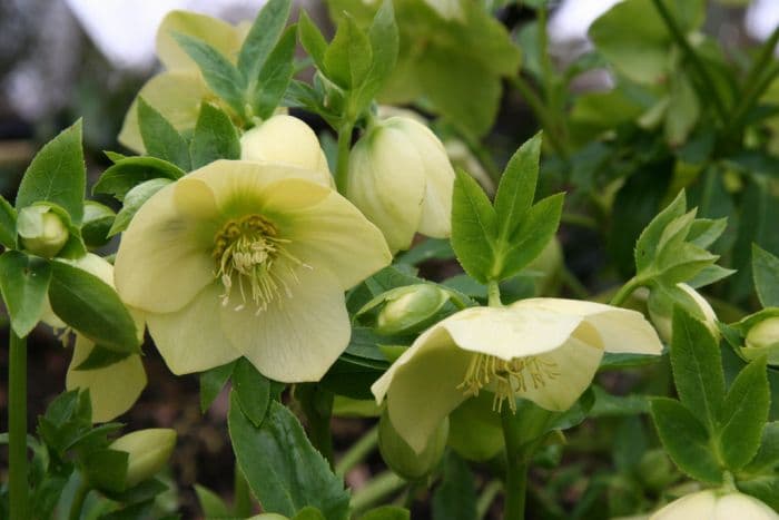 yellow-flowered hellebore