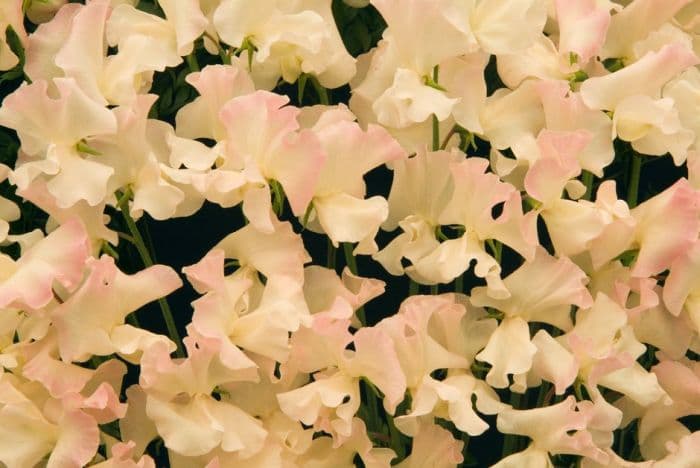 sweet pea 'Kiera Madeline'