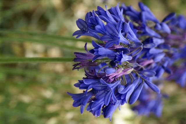 African lily 'Isis'