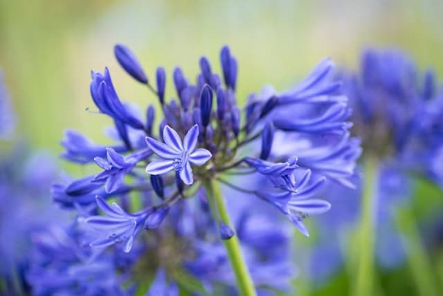 African lily 'Midnight Star'