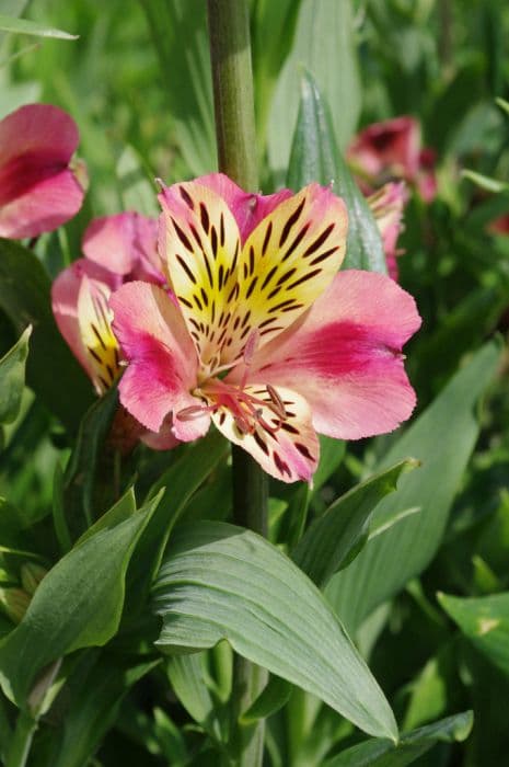 Peruvian lily 'Cahors'