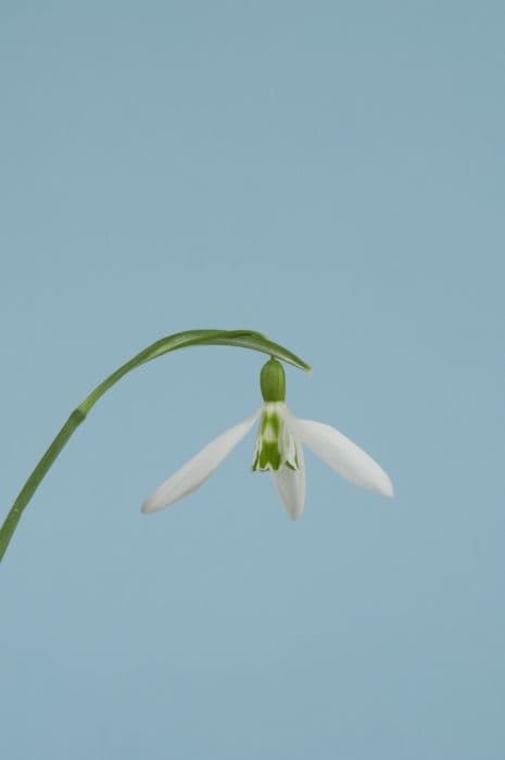 snowdrop 'Wasp'