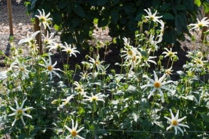 dahlia 'Honka Fragile'