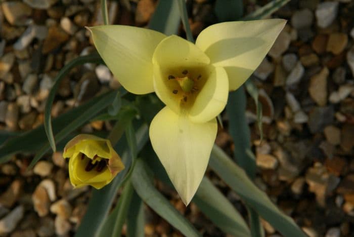 tulip 'Honky Tonk'