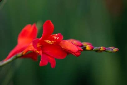 Crocosmia Old Hat