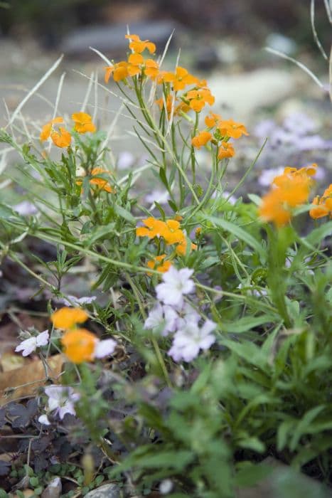 Siberian wallflower