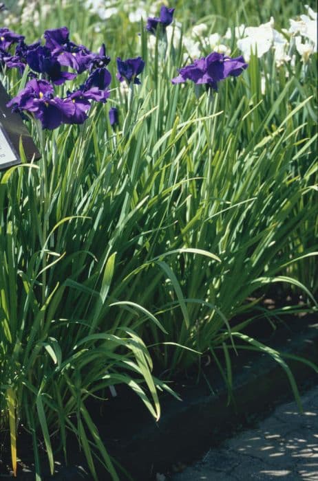 Japanese water iris 'Aldridge Visitor'