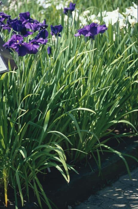 Japanese water iris 'Aldridge Visitor'