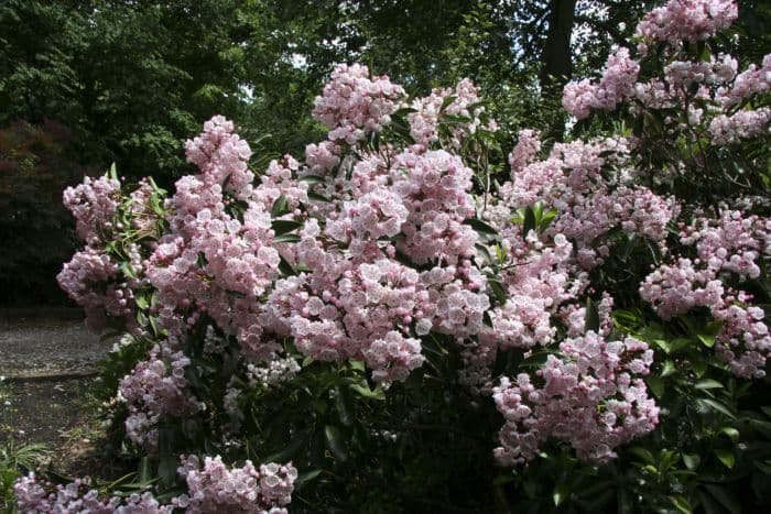 mountain laurel