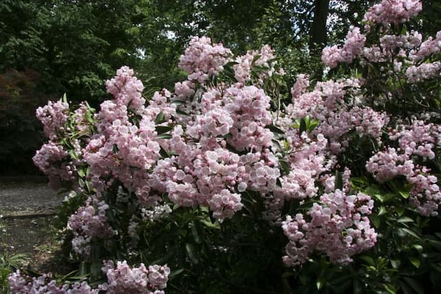 Mountain laurel