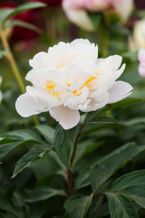 peony 'Gardenia'