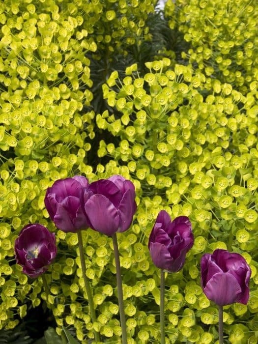 spurge 'Lambrook Gold'