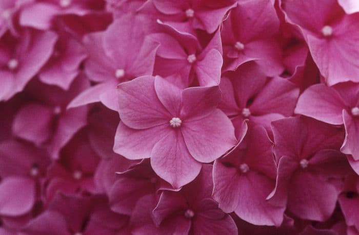 hydrangea 'King George'