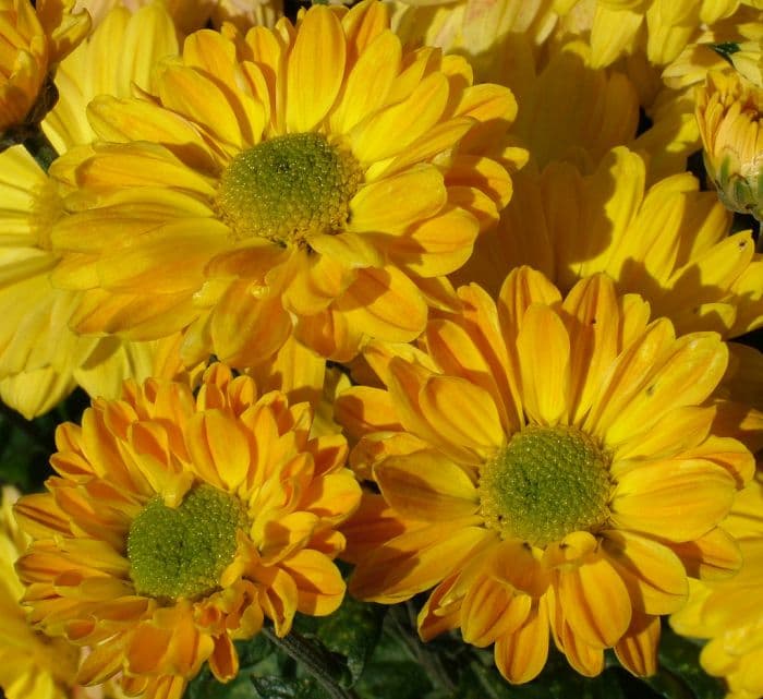 chrysanthemum 'Joshua Hunter'