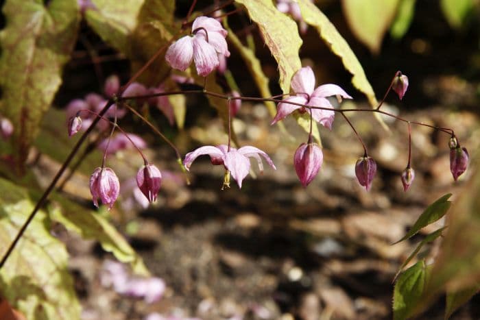 barrenwort 'Enchantress'