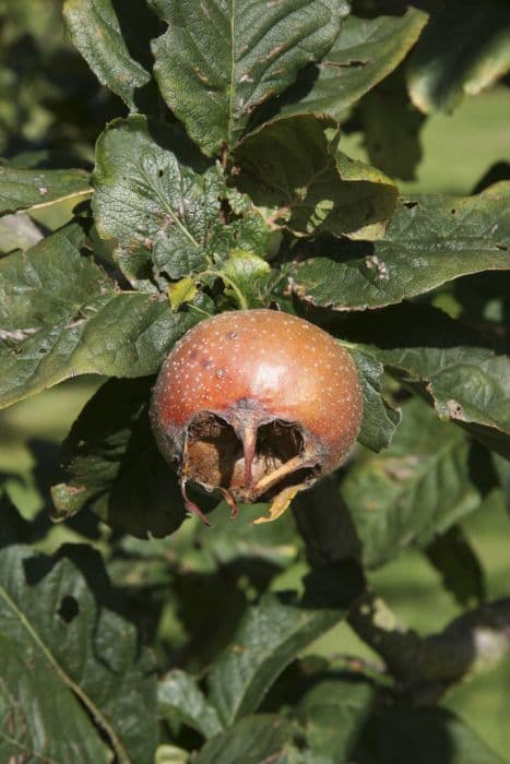 medlar 'Nottingham'