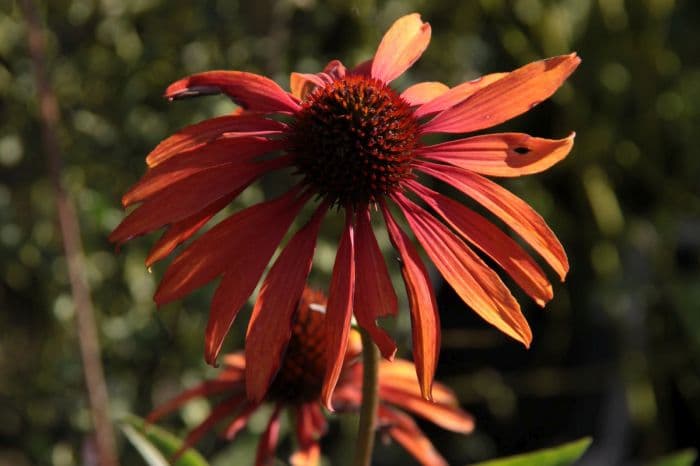 coneflower 'Tomato Soup'