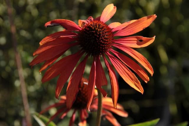 Coneflower 'Tomato Soup'