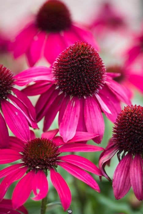 coneflower [Sombrero Baja Burgundy]