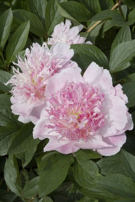 peony 'Do Tell'