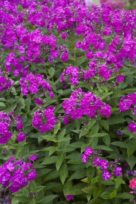 perennial phlox [Peacock Neon Purple]