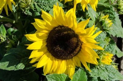 sunflower 'Solar Chocolate Gold'