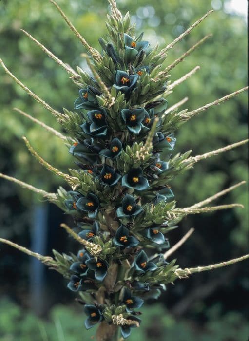 Mountain puya