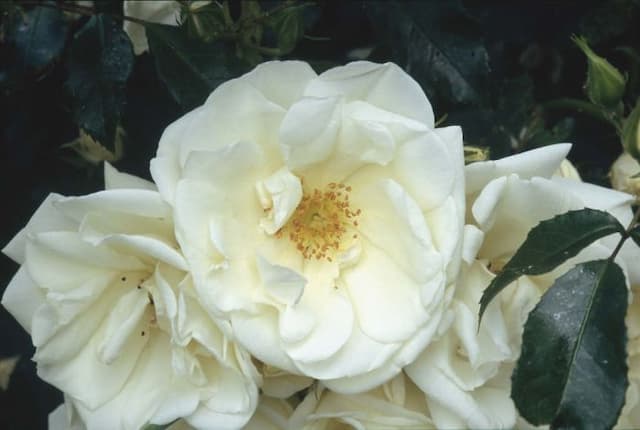 Rose [Flower Carpet White]