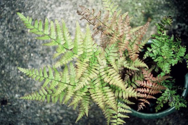 Japanese shield fern