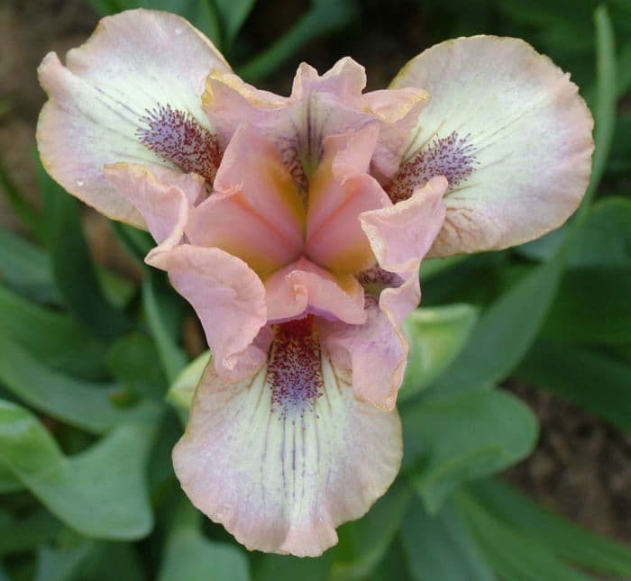 iris 'Bee's Knees'