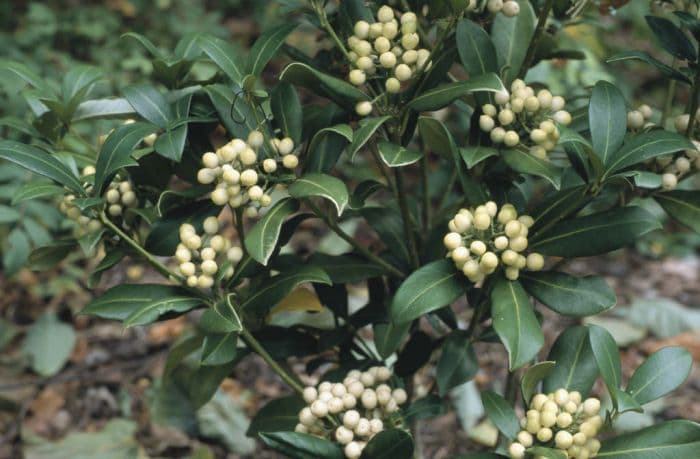 skimmia 'Wakehurst White'