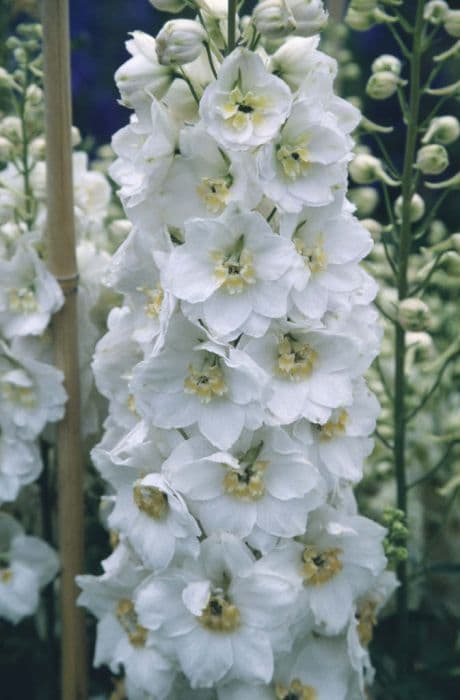 delphinium 'Olive Poppleton'