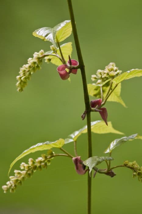 Père David's maple 'Ernest Wilson'