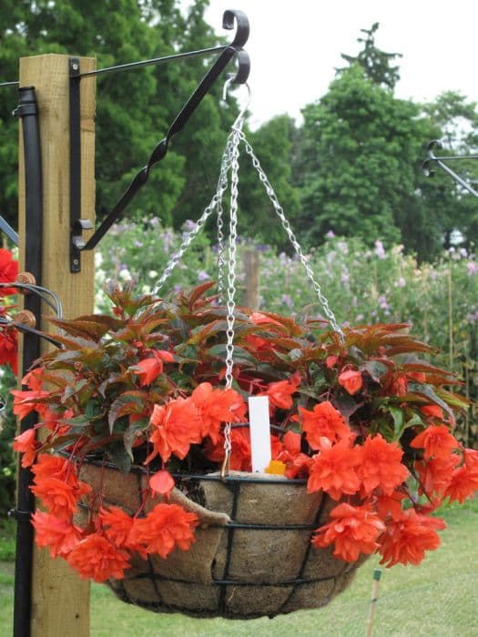 begonia 'Carol Flame'