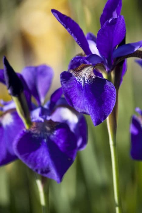 Siberian iris 'Caesar's Brother'