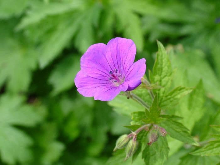 cranesbill 'Mrs Jean Moss'