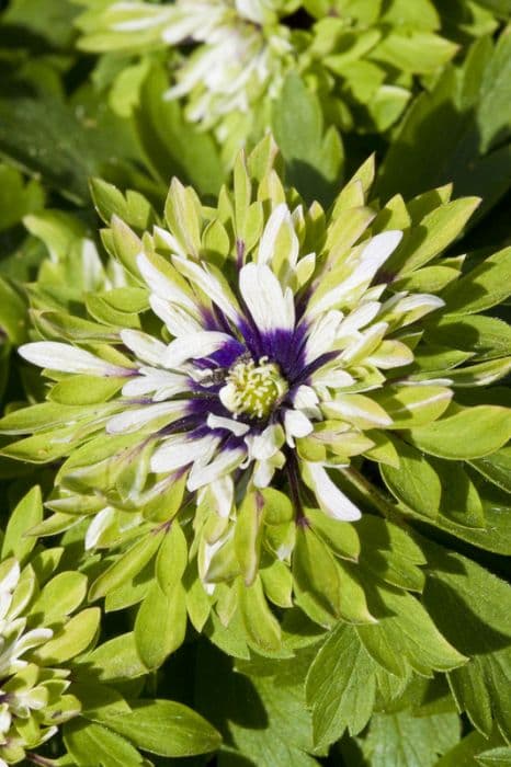 wood anemone 'Virescens'