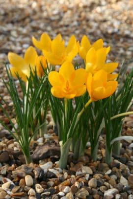 Ankara Crocus 'Golden Bunch'