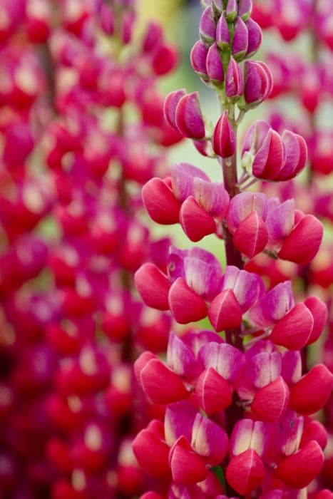 lupin 'Red Rum'