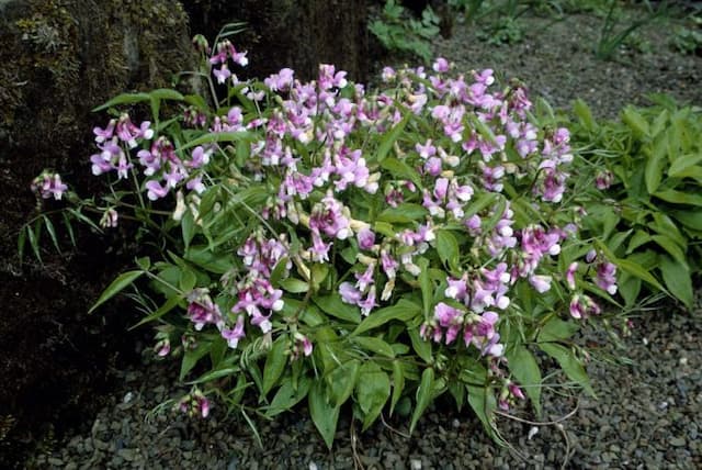 Spring pea 'Alboroseus'