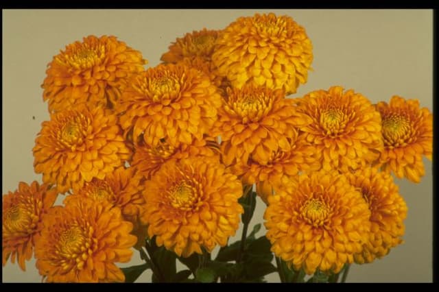 Chrysanthemum 'Talbot Imp'