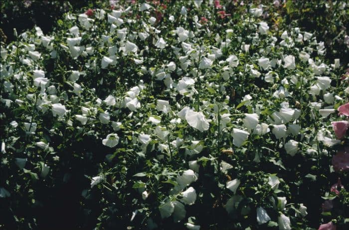 tree mallow 'White Beauty'