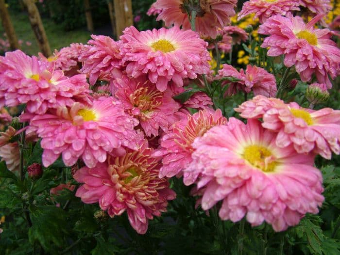 chrysanthemum 'Nell Gwynn'