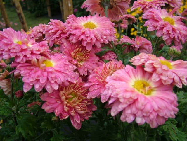 Chrysanthemum 'Nell Gwynn'