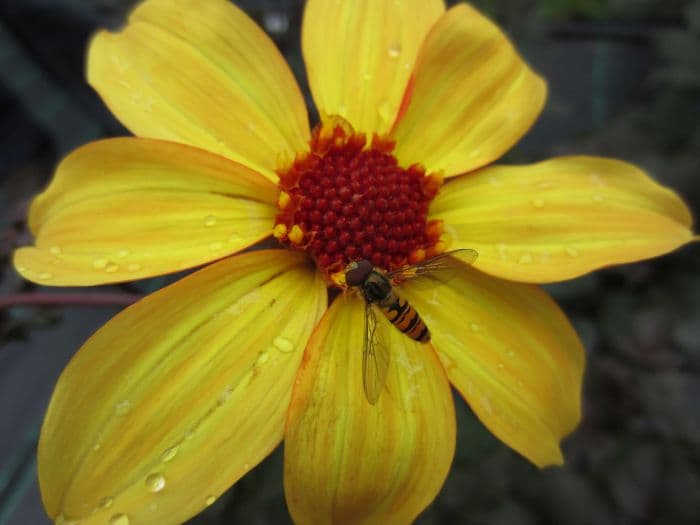 dahlia 'Bishop of York'